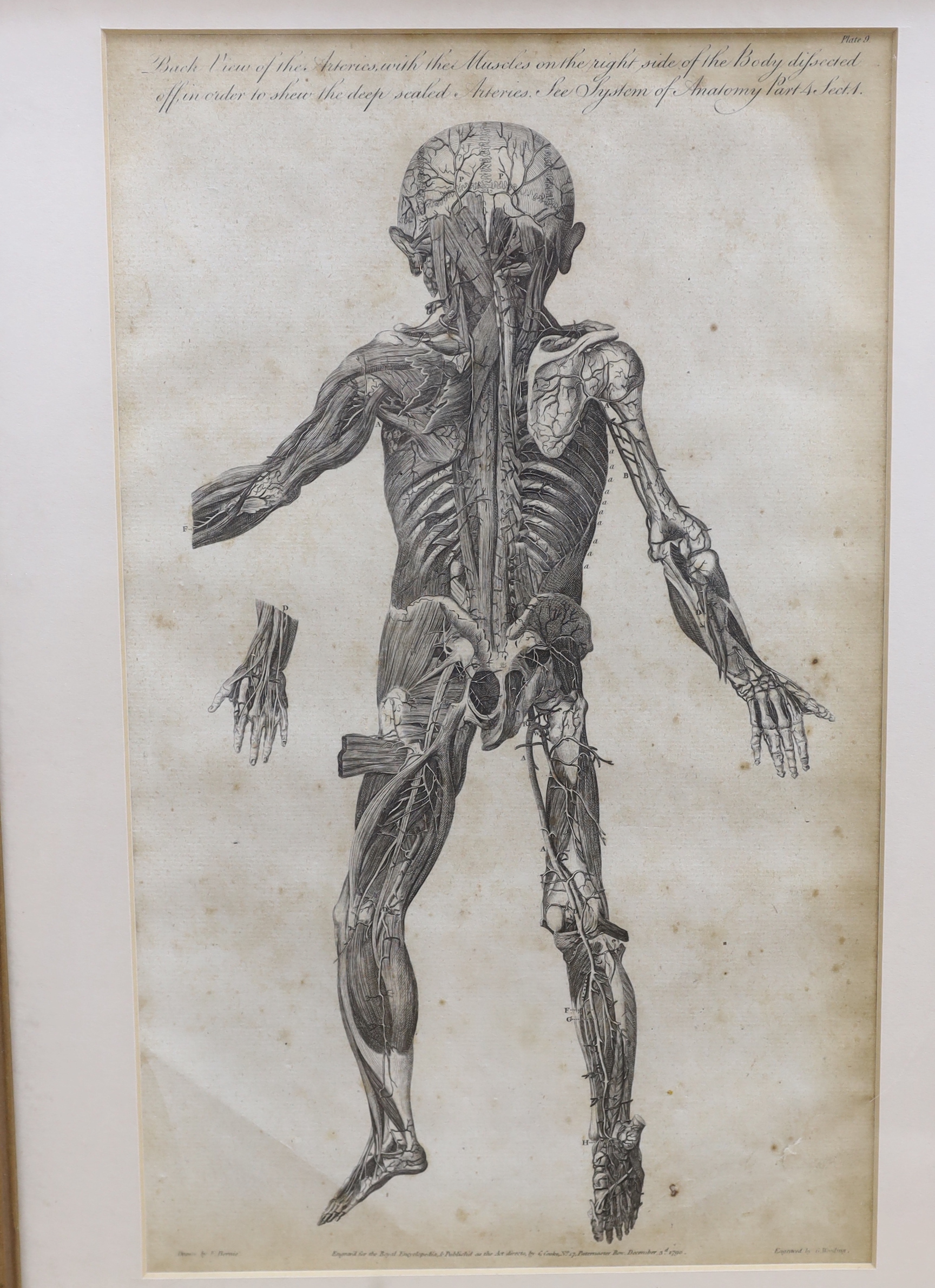 Six medical and anatomical 18th century engravings, including arteries with the muscles on the right side of the body and organs of sense, see, system of the anatomy, publ. by C. Cooke, various dates, each 36 x 21cm